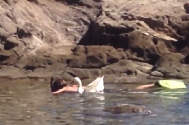 Man goes snorkelling with pet goose