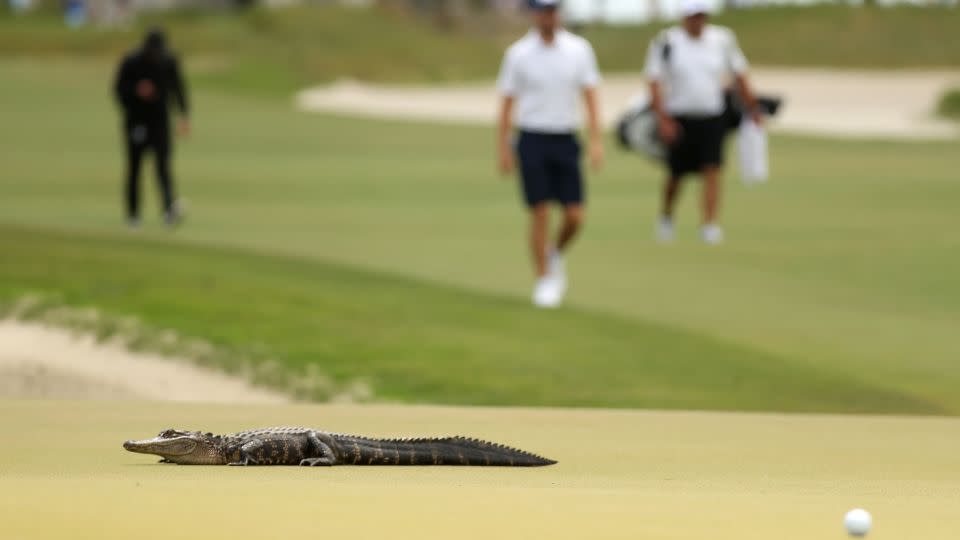 An alligator crosses the sixth green at the 2021 PGA Championship, staged at Kiawah Island's Ocean Course. - Gregory Shamus / Getty Images