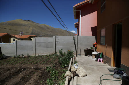 The potato plantation belonging to Florentino Lima is seen in the backyard of his home in the town of Nueva Fuerabamba in Apurimac, Peru, October 3, 2017. REUTERS/Mariana Bazo