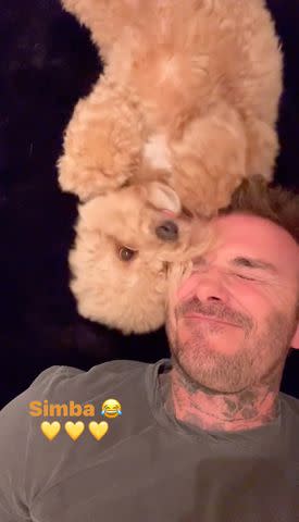 <p>David Beckham/Instagram</p> David Beckham cuddles up to dog Simba in cute Instagram videos.