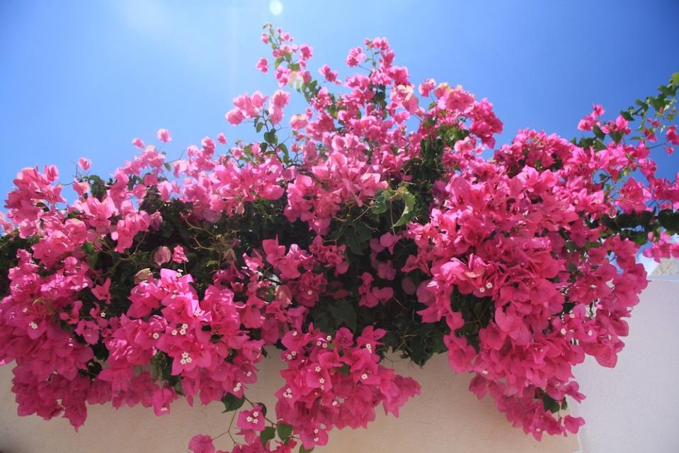 九重葛(Photo Credit: TeeBee@pixabay.com, License CC0，圖片來源：https://pixabay.com/zh/photos/flowers-bougainvillea-pink-blossom-11131/)