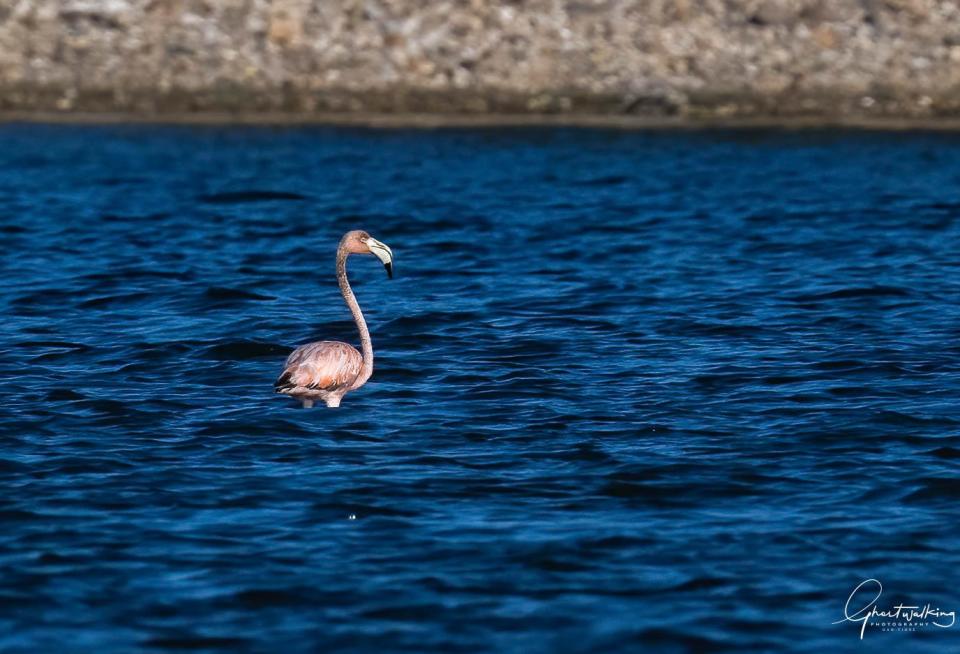 A flamingo thrilled New York birders when it appeared in Georgica Pond in East Hampton, New York on June 1, when Dan Fiore snapped this photo.