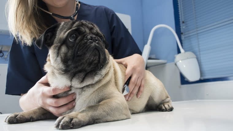 Should You Adopt a Heartworm-positive Dog?
