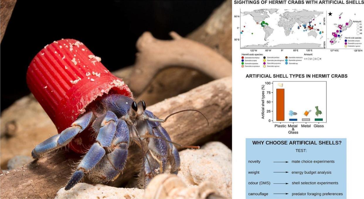 Avoir une coquille artificielle est désormais une mode pour les bernard-l’hermite