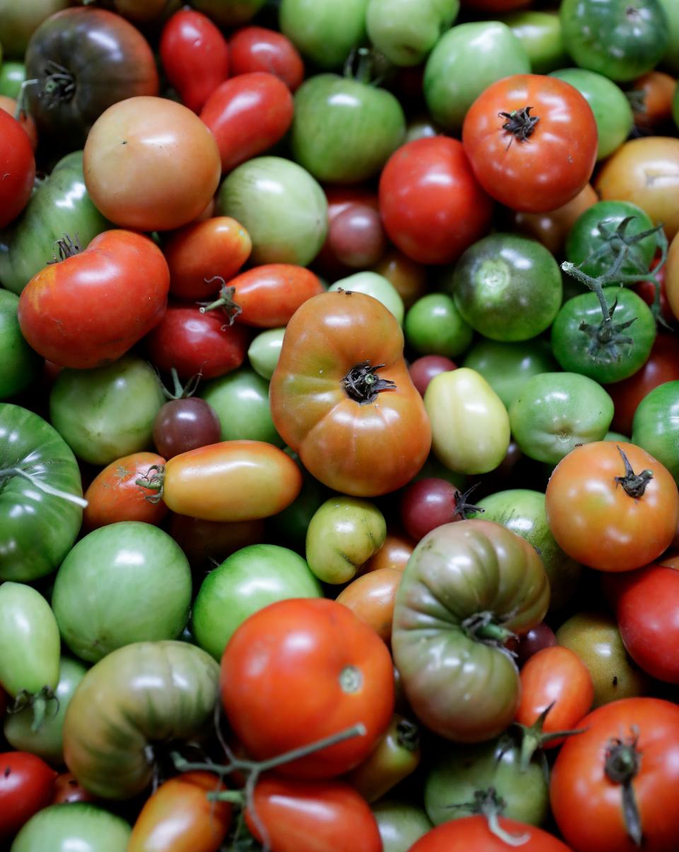 Tomatoes for a food delivery on Tuesday, October 10, 2023, at Riverview Gardens in Appleton, Wis. Feeding America’s Farm Link program purchases produce from local farmers, including Appleton’s Riverview Gardens, that farmers then deliver directly to local food pantries within mere miles of the farm. In four years, distribution has grown from 90,285 pounds to 229,747 pounds and helps increase pantry clients’ access to healthy, fresh, nutritious produce.
Wm. Glasheen USA TODAY NETWORK-Wisconsin