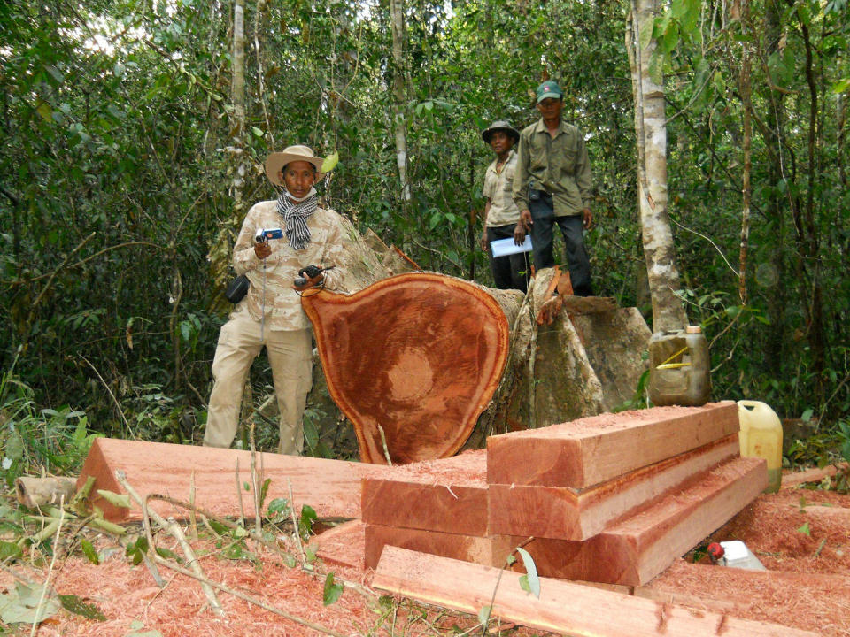 FILE - In this file photo taken, Feb. 6, 2012, and released by The Cambodian Center for Human Rights (CCHR), Cambodian environmental activist Chut Wutty, left, stands next to a log in a jungle in Kampong Thom province north of Phnom Penh, Cambodia. Wutty, who fought against massive illegal deforestation, was shot by a military policeman in April 2012 as he probed logging operations in one of the country's last great forests. A survey released Tuesday, April 15, 2014 - the first comprehensive one of its kind – says that only 10 killers of 908 environmental activists slain around the world over the past decade have been convicted. (AP Photo/The Cambodian Center for Human Rights, File)