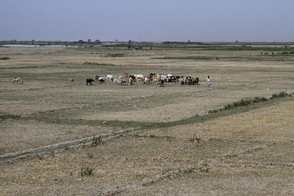 A farmer takes care of his cattle grazing in a field in an area, which was badly affected by last year's floods, in Rajanpur, a district of Pakistan's Punjab province, Sunday, May 21, 2023. Millions of acres of crops nationwide were destroyed by the waters last year, and a major international aid agency warned that the loss could be felt for years. (AP Photo/Asim Tanveer)