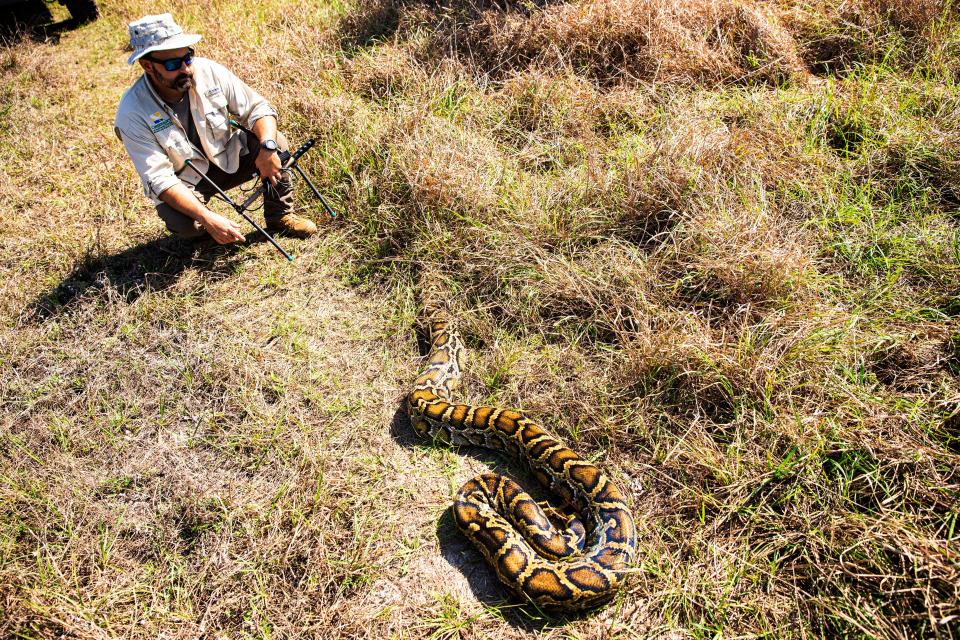 Wildlife biologist Ian Bartoszek with the Conservancy of Southwest Florida releases a male Burmese Python with a radio transmitter surgically attached to it back into the wild outside of Naples on Wednesday, April 26, 2023. The python is part of an effort to rid Southwest Florida of the invasive snakes. The concept involves releasing males, which then find females. The males are radio tracked by the biologists, where they hopefully find females with eggs that are then removed from the wild. The program is 10 years old. They have removed over 1,000 pythons and over 30,000 lbs. of snakes in those 10 years.