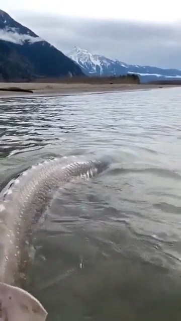 A beluga whale swimming near a beach with mountains in the background