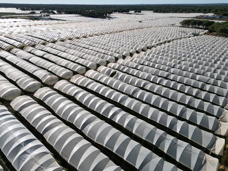 FILE PHOTO: A drone picture shows strawberry greenhouses surrounding the Donana National Park area in Spain