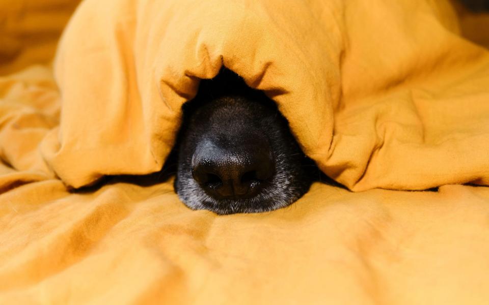 Groom service: a German Shepherd enjoying a lie-in at a hotel