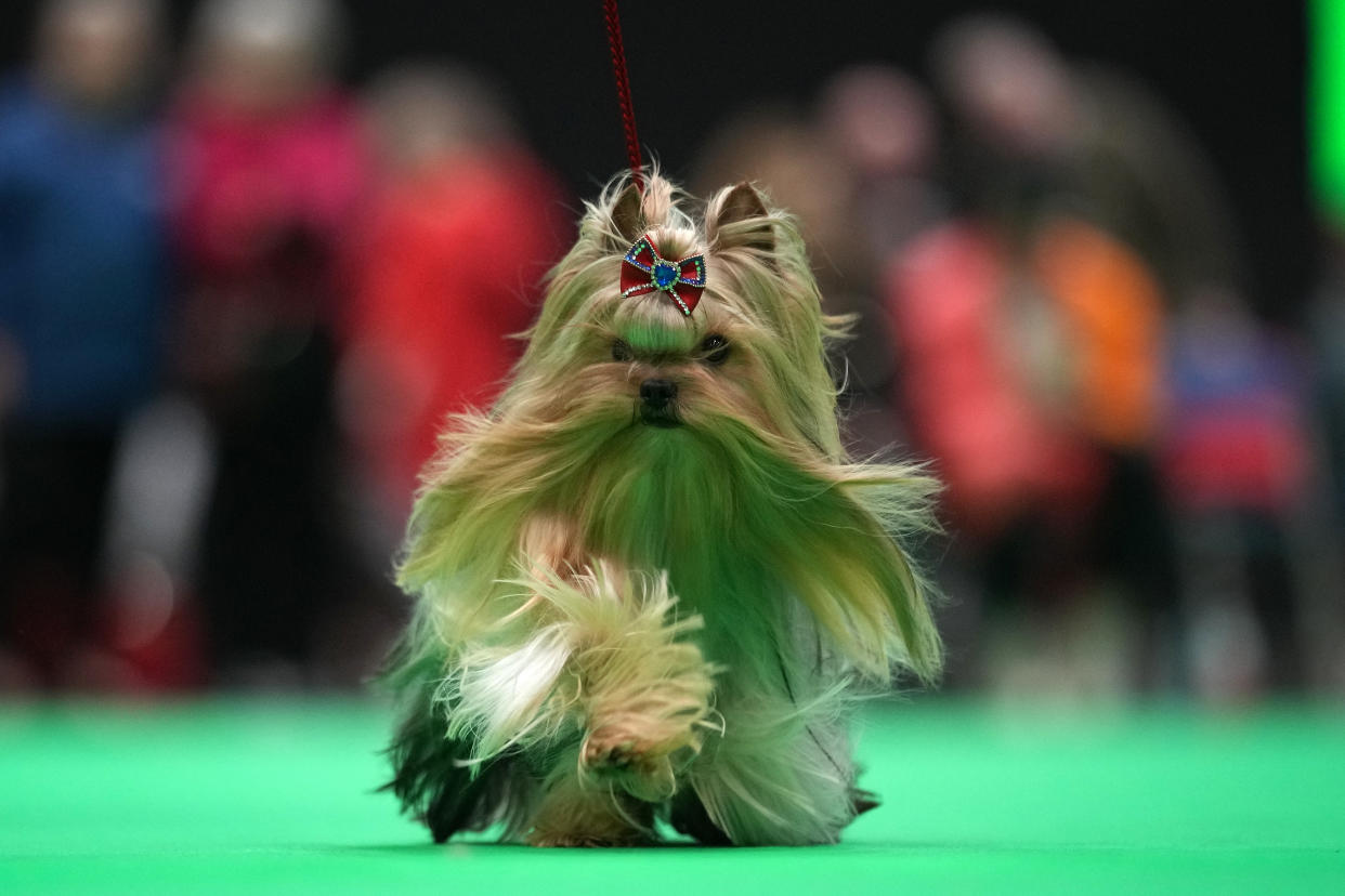 BIRMINGHAM, ENGLAND - MARCH 07: A Yorkshire terrier takes to the parade ring during crufts at the National Exhibition Centre on March 07, 2024 in Birmingham, England. Over 24,000 dogs from 220 different breeds take part in Crufts 2024 with hundreds of the most agile and athletic dogs competing in different competitions including agility and flyball and, new for this year, Hoopers - a low-impact and inclusive activity for dogs and owners. The event culminates in the  Best in Show 2024 trophy, awarded on Sunday night. (Photo by Christopher Furlong/Getty Images)