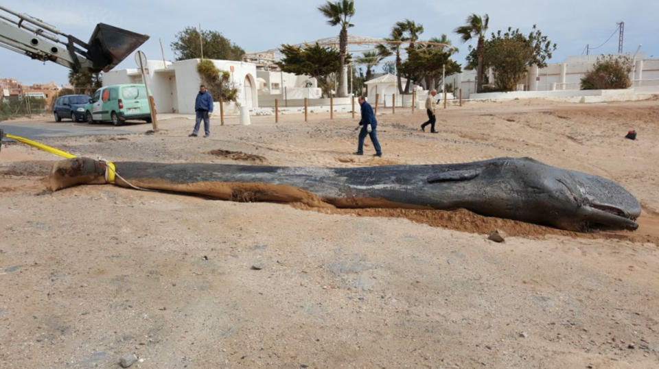 A young male sperm whale discovered dead off the coast of Spain