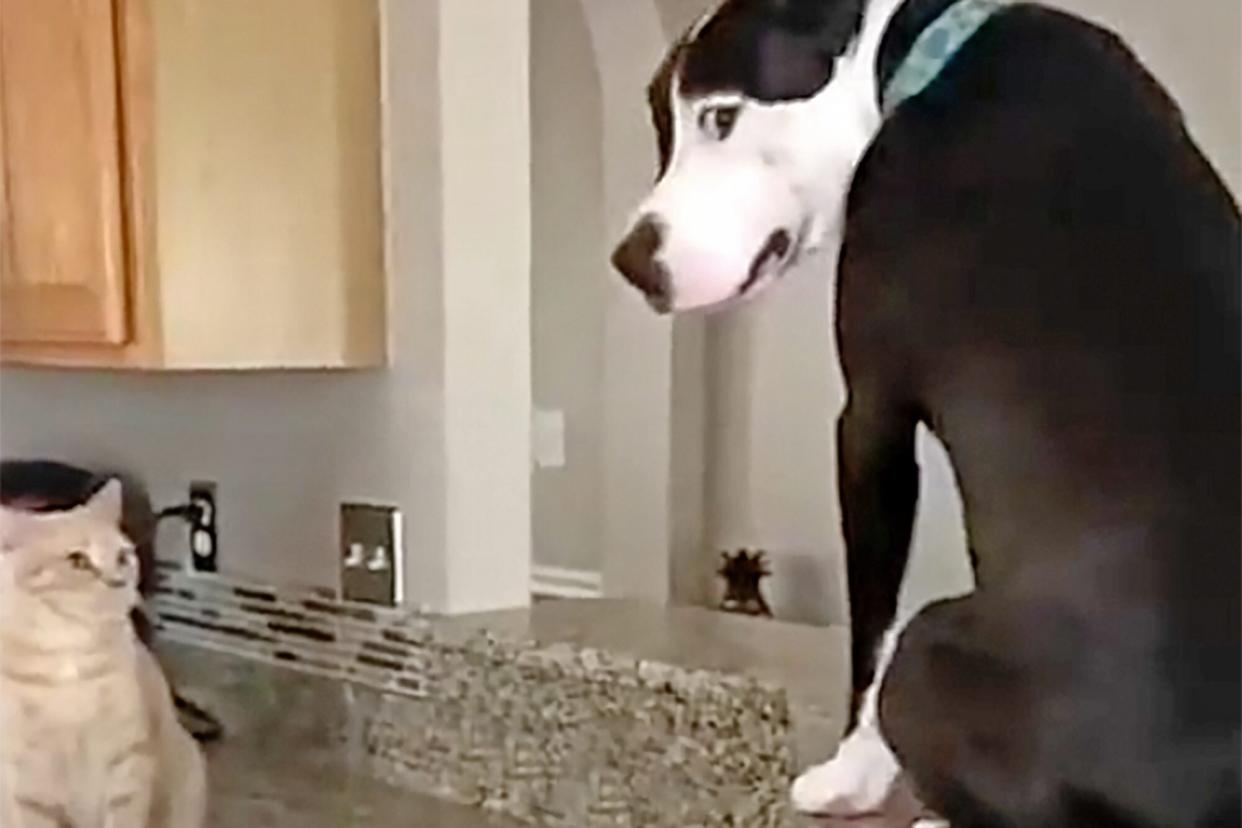 dog who thinks he's a cat sitting on a kitchen counter next to a cat