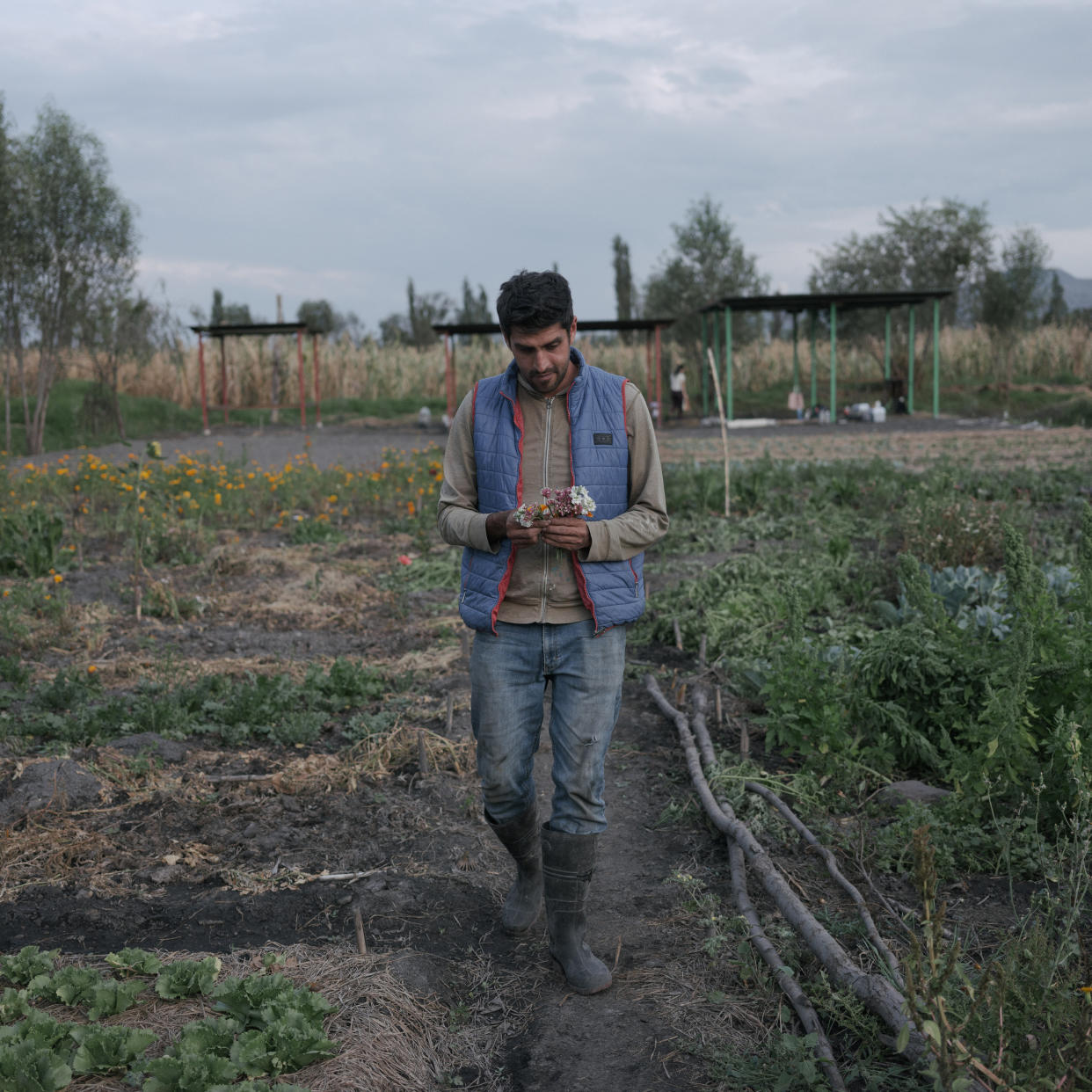 Las chinampas de Xochimilco al amanecer. Este antiguo sistema de cultivo en humedales, cuyos orígenes se remontan al siglo X, ofreció antaño un generoso refugio al ajolote mexicano, Ambystoma Mexicanum. (Luis Antonio Rojas/The New York Times)

