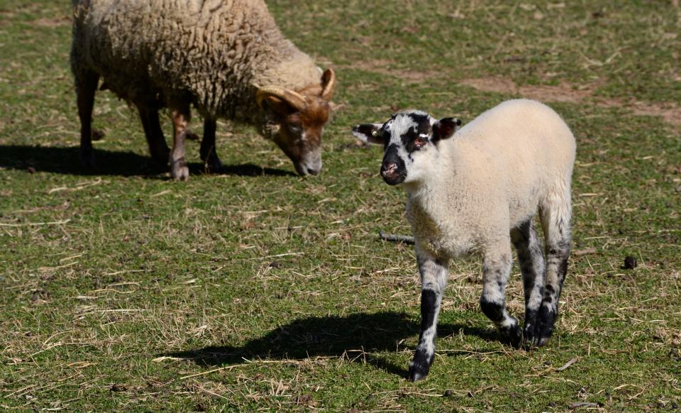 A small lamb trots on grass