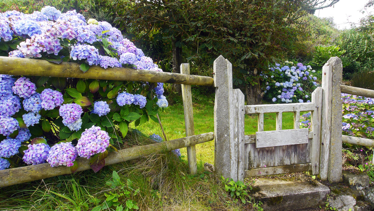  Blue and purple hydrangeas next to an old garden fence with green grass on a bright sunny day. 