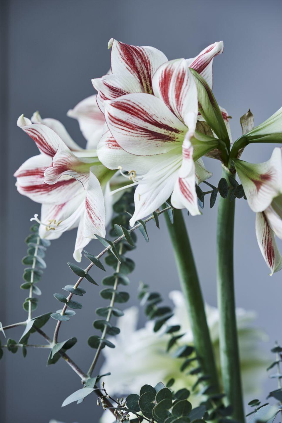 bunch of amaryllis ambiance