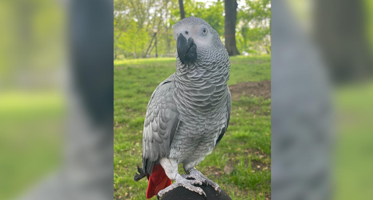 Zoya, a 2-year-old African grey parrot went missing in New York City and her owner miraculously found her with help from a stranger. (Photo: Courtesy of Lenah Alshowaiman)