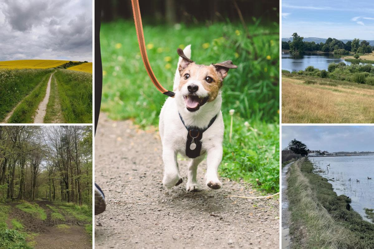 Sussex has a number of great dog walks with a mixture of lengths <i>(Image: Getty Images/Mike Davies/Simon Scotland/Andrew Young/Travis Smith/AllTrails)</i>