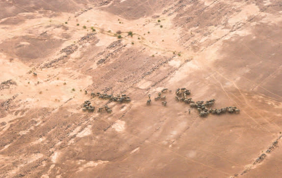 The 350 elephants living in Mali’s Gourma desert – Africa’s northernmost population – have adapted to living with little access to water and high temperatures.