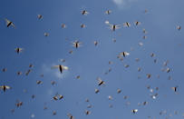 Locusts take flight in the morning in Elburgon, in Nakuru county, Kenya Wednesday, March 17, 2021. It's the beginning of the planting season in Kenya, but delayed rains have brought a small amount of optimism in the fight against the locusts, which pose an unprecedented risk to agriculture-based livelihoods and food security in the already fragile Horn of Africa region, as without rainfall the swarms will not breed. (AP Photo/Brian Inganga)