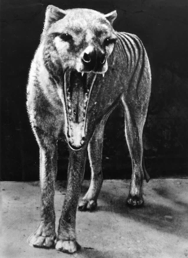 Film footage taken in 1933 of the last thylacine in Hobart Zoo. Photo: David Fleay