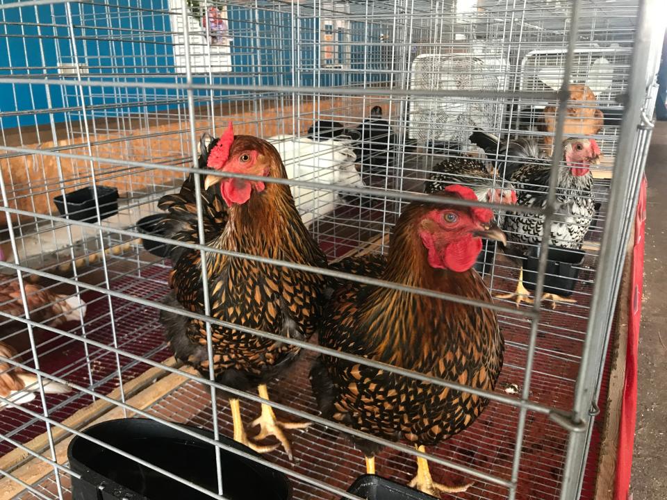 The 58th Ottawa County Fair kicked off Monday with animal judging, a Grande Parade and the crowning of the Jr. Fair King and Queen. The fair runs through Sunday and features harness racing, rodeo, demolition derby and rides.