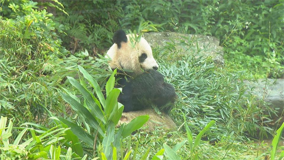 北市動物園傳龜殼花咬人！  保育員急送醫打血清