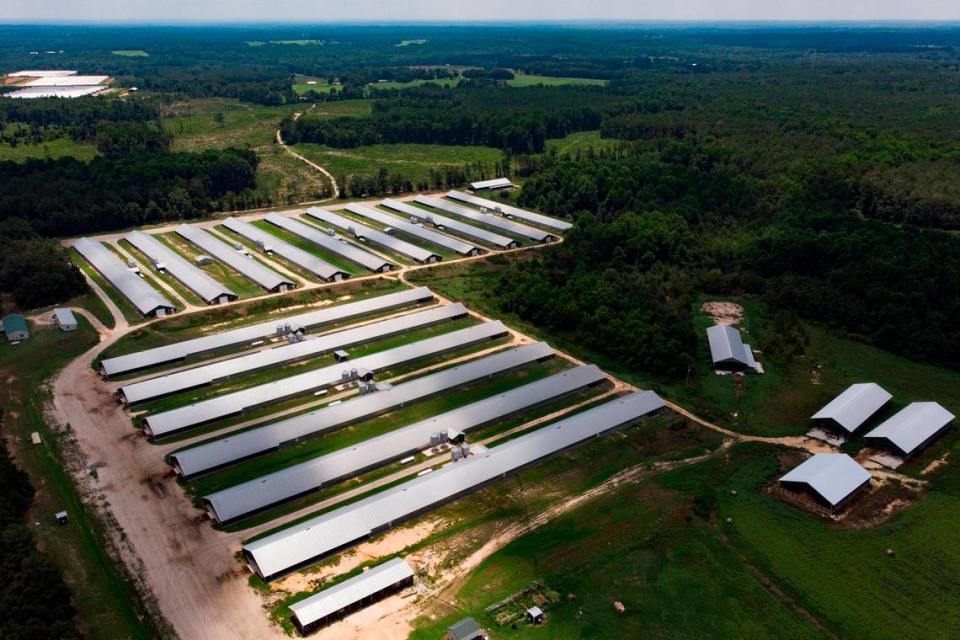 This aerial view shows some of the many poultry barns that have been built in southern Anson County in recent years. N.C. lawmakers have taken many steps to make it easier for farmers to build and operate such farms.