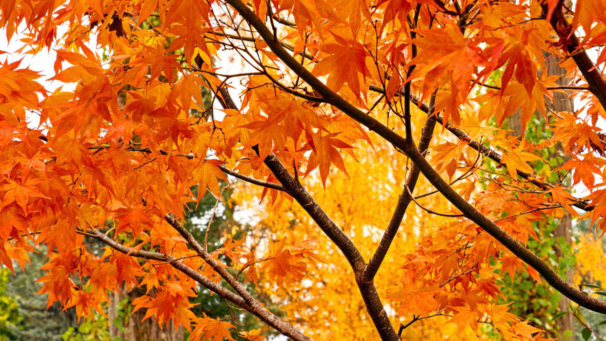  Autumn trees with red and yellow leaves. 
