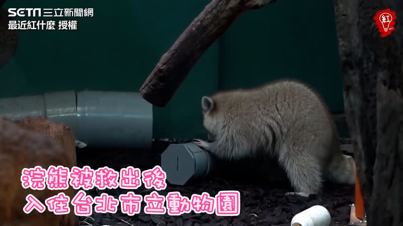 4隻受虐浣熊由動保處沒入，後續轉交給台北市立動物園安置照顧。（圖／最近紅什麼 授權）