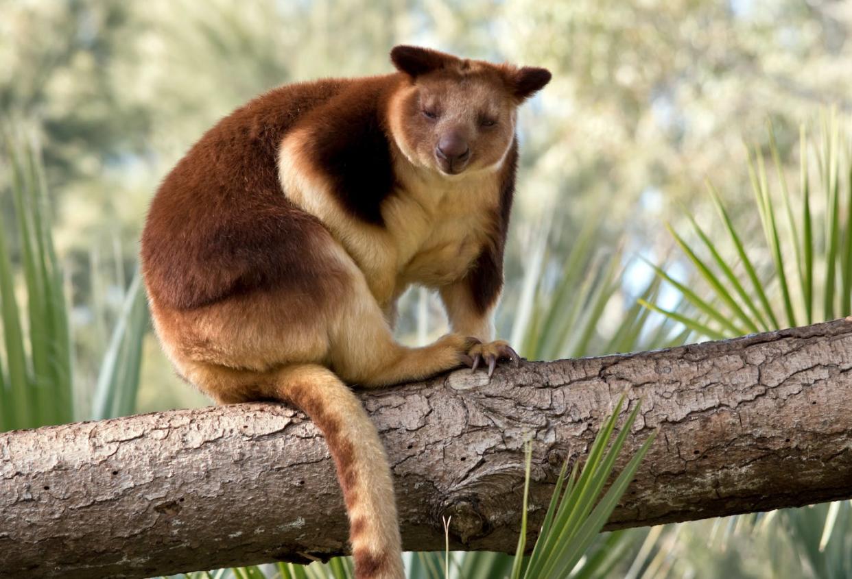 Dendrolagus goodfelowi, or Goodfellow's tree-kangaroo. Shutterstock