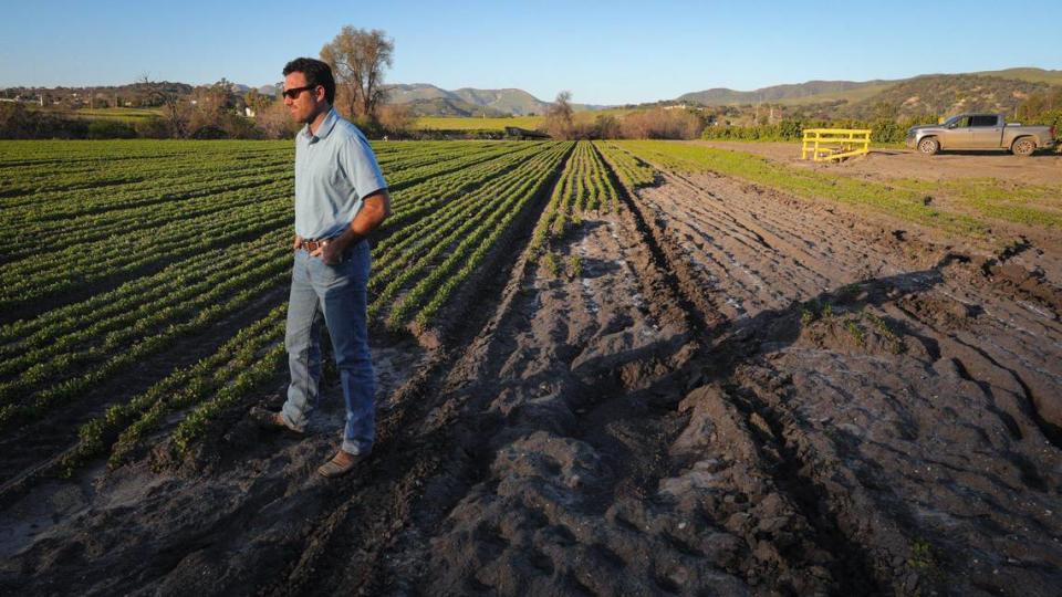 Grant Talley, production manager with Talley Farms, stands in a cilantro field eroded by storm water in early January.
