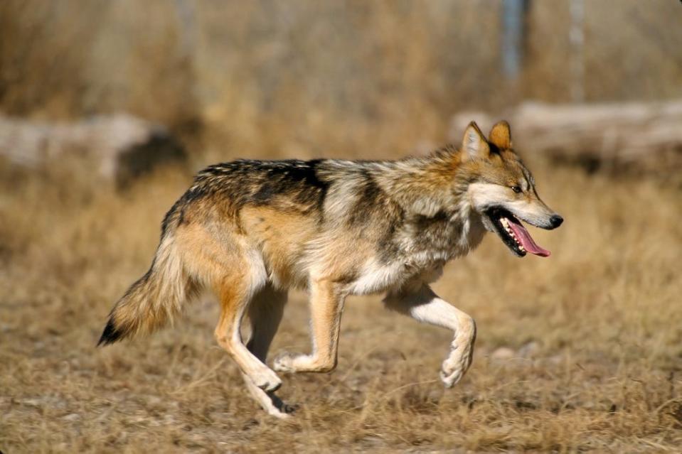 A Mexican gray wolf. The species was reintroduced to the United States in 1998 and Mexico in 2011.