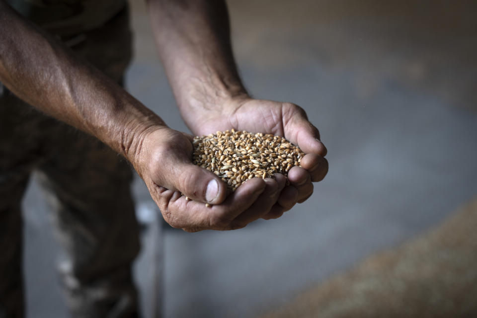 A farmer holds wheat in a granary on a private farm in Zhurivka, Kyiv region, Ukraine, Thursday, Aug. 10, 2023. Russia pulled out of a wartime agreement last month allowing Ukraine to ship grain to the world. With that and intensifying fighting in the Black Sea, Ukraine’s farmers are left wondering how they will stay in business and provide the food that's critical to people in developing nations struggling with hunger.(AP Photo/Efrem Lukatsky)