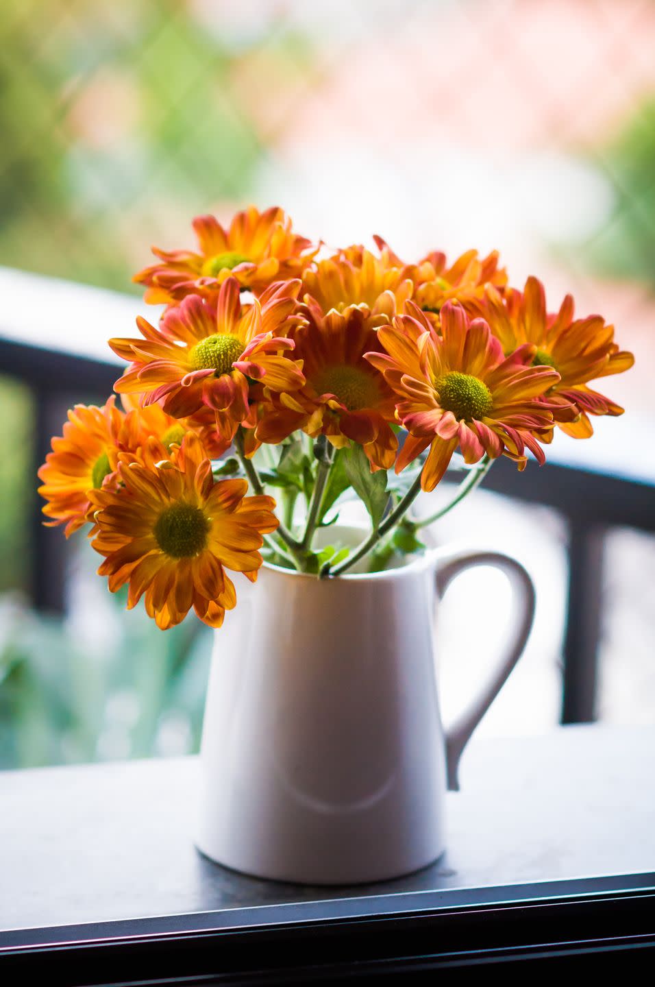 air purifying plant orange chrysanthemum flowers decorating window sill