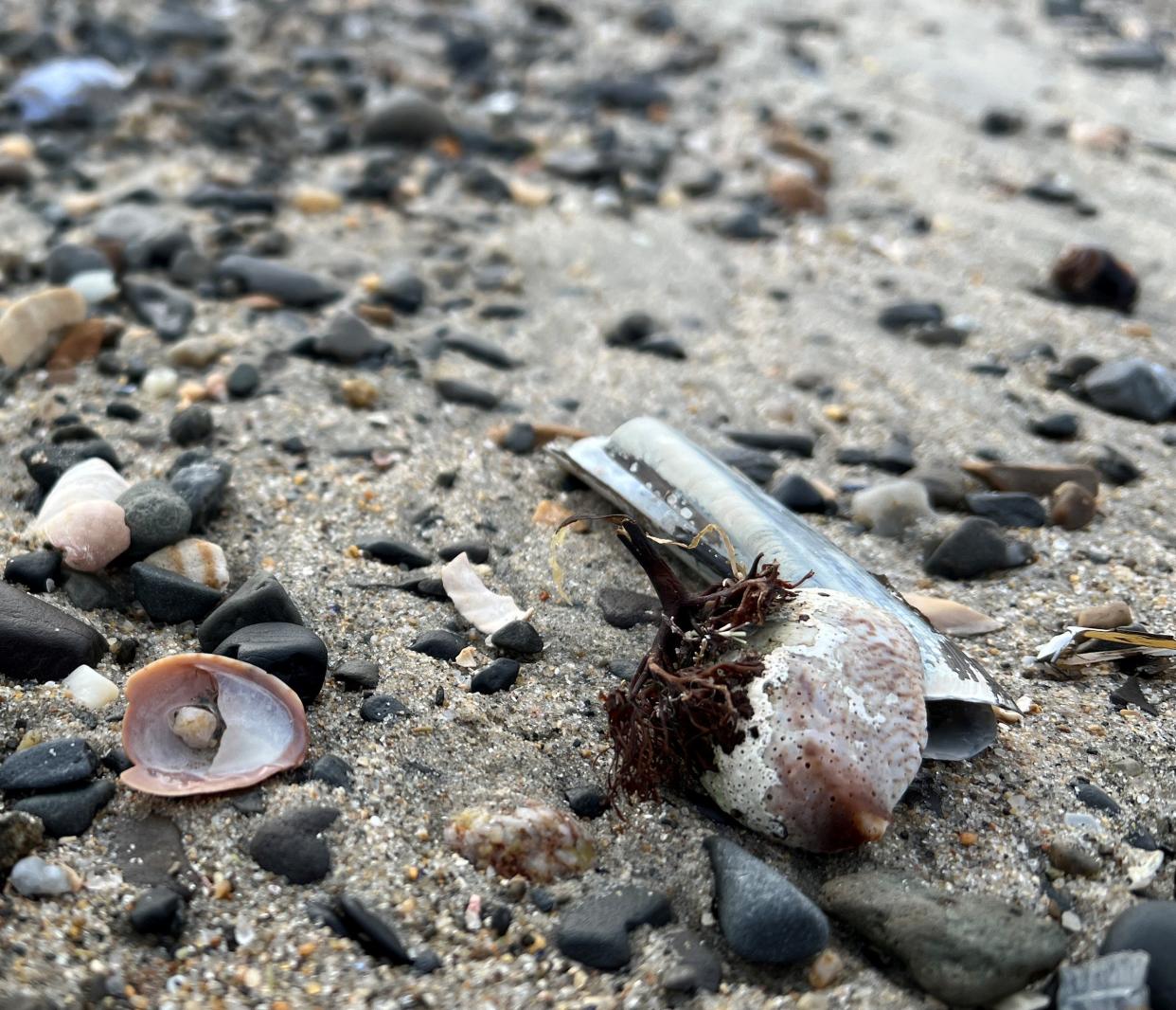 Slipper shells washed up on Parson's Beach in Kennebunk, Maine.