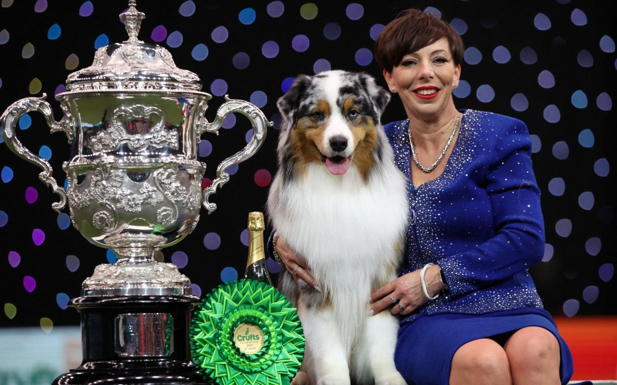 A three-year-old Australian Shepherd named Viking from Birmingham won Best in Show