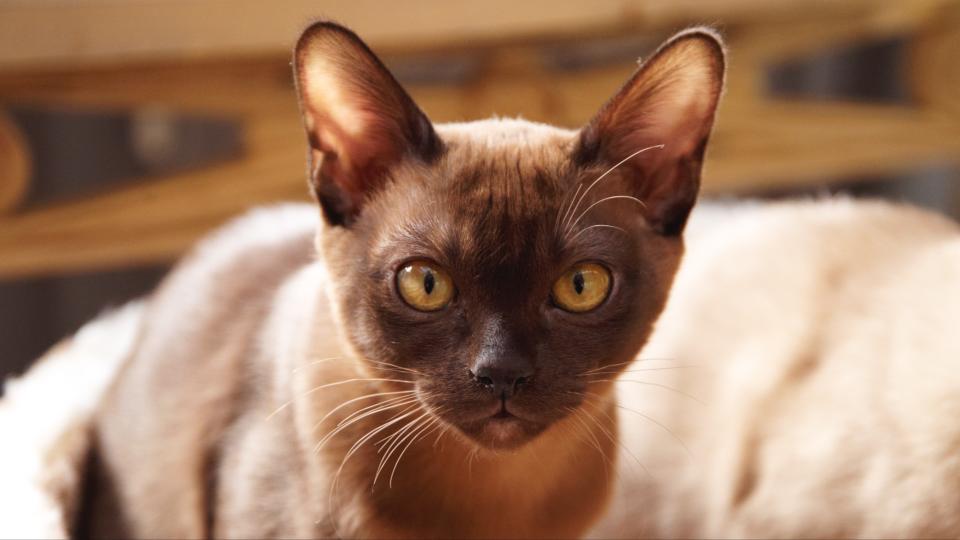 Burmese cat