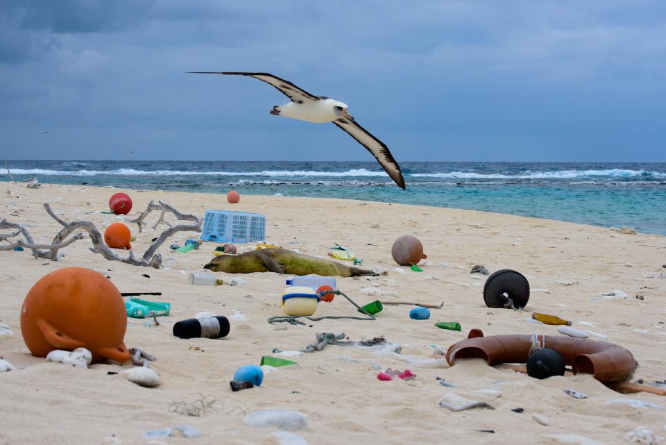 A gull flies over a monk seal lying on a polluted beach on Laysan Island, part of the Papahnaumokukea Marine National Monument in the Northwestern Hawaiian Islands. A new report from the nonprofit agency Oceana outlines the impact that plastics pollution has on marine life. [Matthew Chauvin taken under NOAA permit 16632]