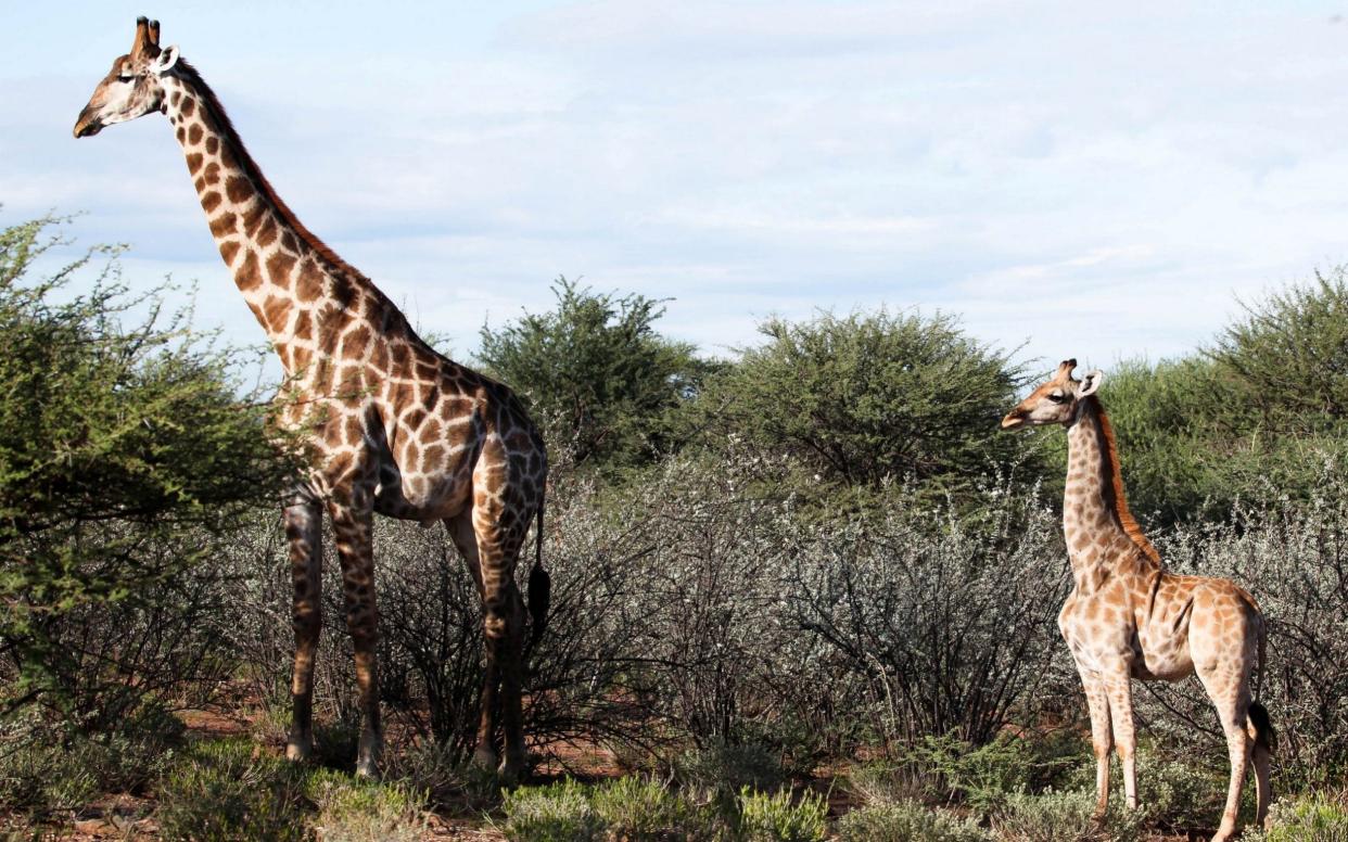 A dwarf giraffe, Nigel, right, and an adult male giraffe in Namibia - REUTERS