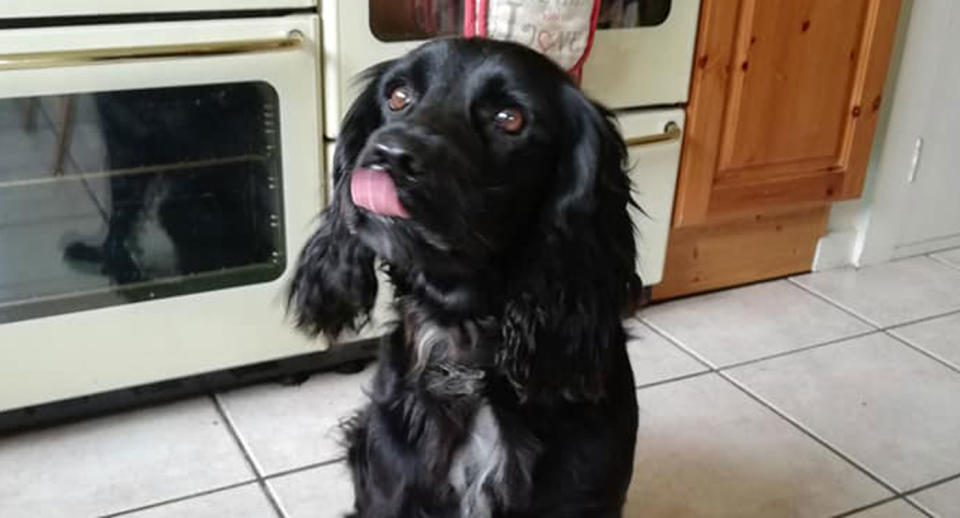 Fern, a black spocker spaniel dog, is pictured. The pooch has been reunited with her family after she went missing in 2013.