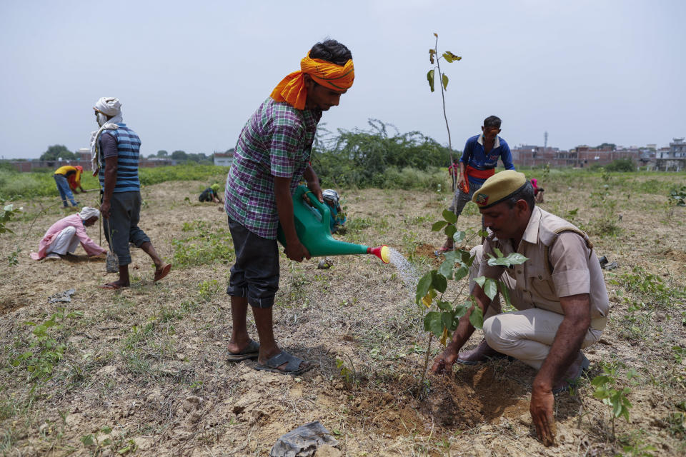 An Indian laborer pours water as they plant saplings as part of an annual tree plantation campaign on the outskirts of Prayagraj, in northern Uttar Pradesh state, India, Sunday, July 4, 2021. (AP Photo/Rajesh Kumar Singh)