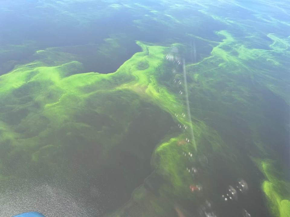 Toxic algae can be seen on the surface of Lake Okeechobee June 3, 2023 in this image taken by Ed Lippisch of Stuart.