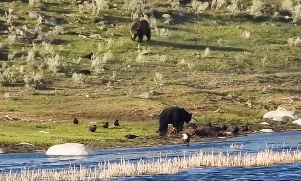 Yellowstone’da boz ayı ile kara ayı arasındaki kavgaya en yakın şey