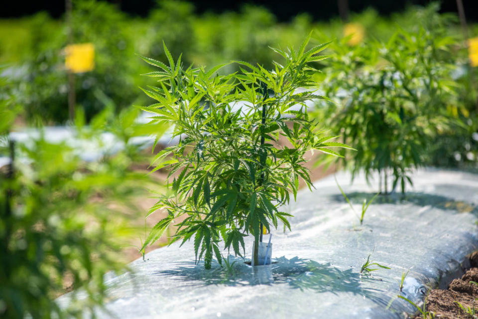 Industrial hemp (Cannabis sativa) growing commercially on the eastern shore of Maryland.<span class="copyright">Edwin Remsberg/VWPics/Universal Images Group—Getty Images</span>