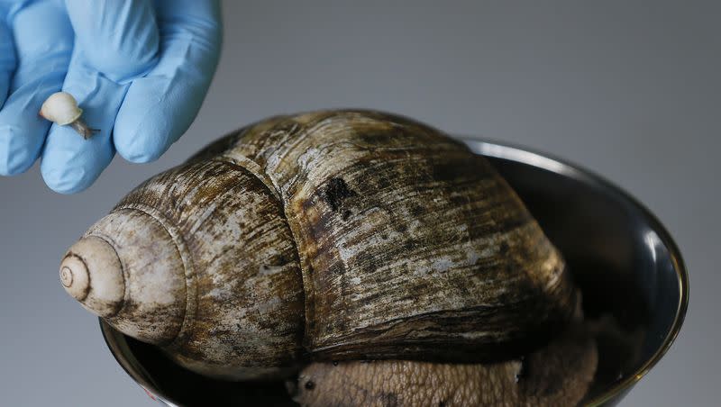 In this Aug. 21, 2014, photo, a rare Partula snail, left, is held next to an African land snail at London Zoo. The African land snail has been spotted in Florida.