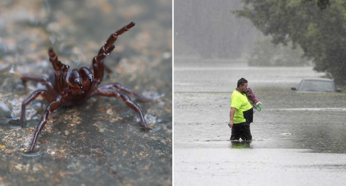 Summer in Australia: Fires, floods  deadly spiders