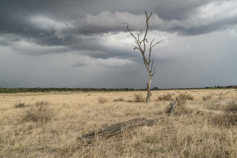 Major growing areas in Malawi, Mozambique, Namibia, Zambia and Zimbabwe received only 80 percent of average rainfall during the mid-November-to-February summer period (Zinyange Auntony)